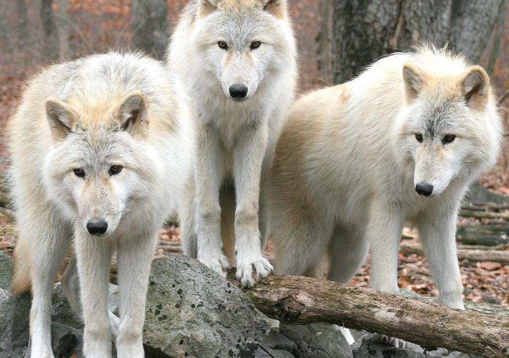 Chatenois Apartment | Aux 3 Loups