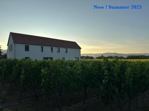 Ingersheim House | COLMARandCo au coeur des vignes