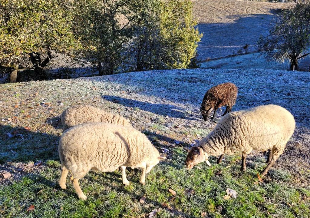 Monclar-de-Quercy Bed & Breakfast | Relais de la poste ch Rose