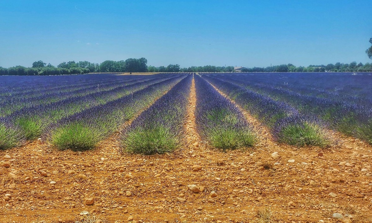 Sainte-Croix-du-Verdon Apartment | Spacious apartment near Lake Sainte-Croix, surrounded by truffle oaks.