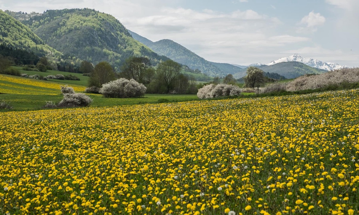 Roquefeuil Cottage | Welcome to Léontine 5 minutes from Lake Belcaire with its many activities