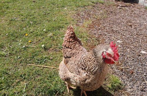 Le Clerjus House | Au relais du coq hardi
