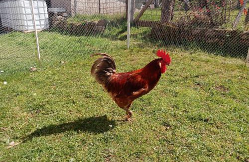 Le Clerjus House | Au relais du coq hardi