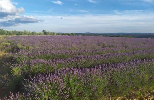Valensole House | Chambre dans une belle maison au pays des lavandes
