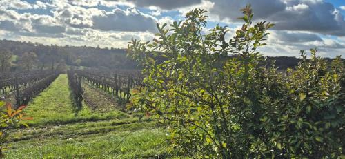 Cazaubon House | Maison au milieu des vignes