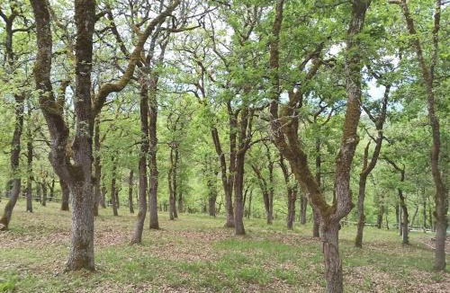 Cremps House | Maison sur le causse du Quercy Lot 46