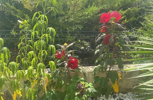 Rochefort-du-Gard House | Villa with private pool in a quiet location 10 min from Avignon