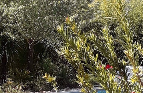 Camps-la-Source Villa | Villa with swimming pool 11 people