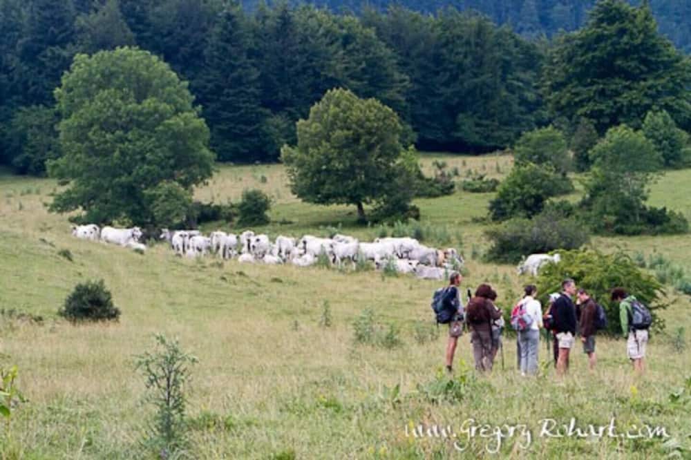 Photo of Others in Roquefeuil