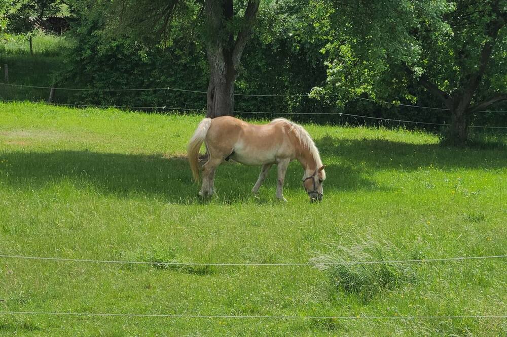Photo of Outdoor in Haillainville
