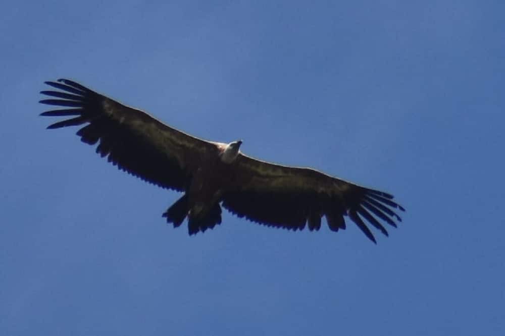 Photo of Others in Camurac