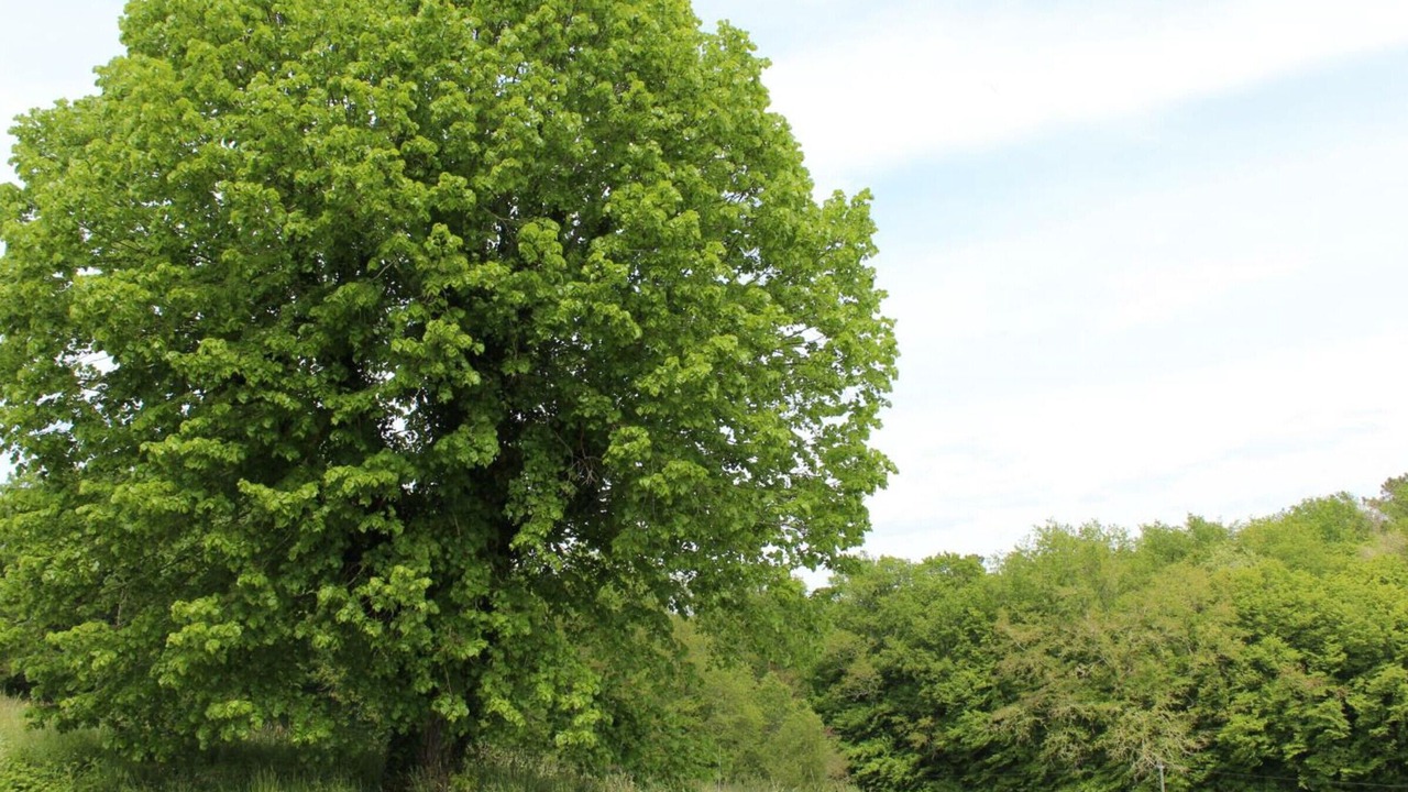 Photo of Outdoor in Rouffignac-Saint-Cernin-de-Reilhac