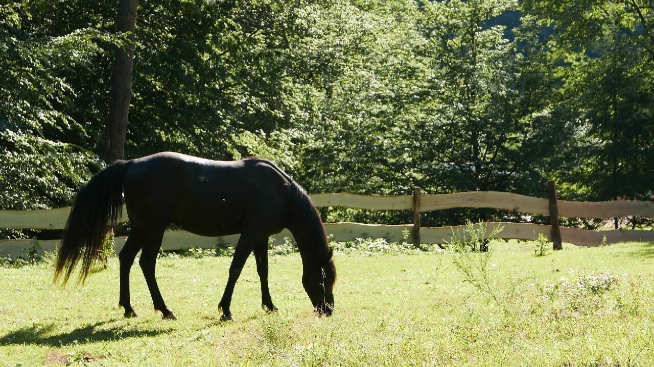 Photo of Others in Walscheid