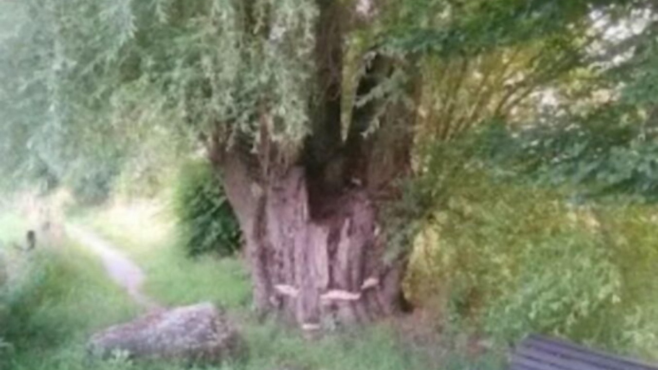 Photo of Outdoor in Remoncourt