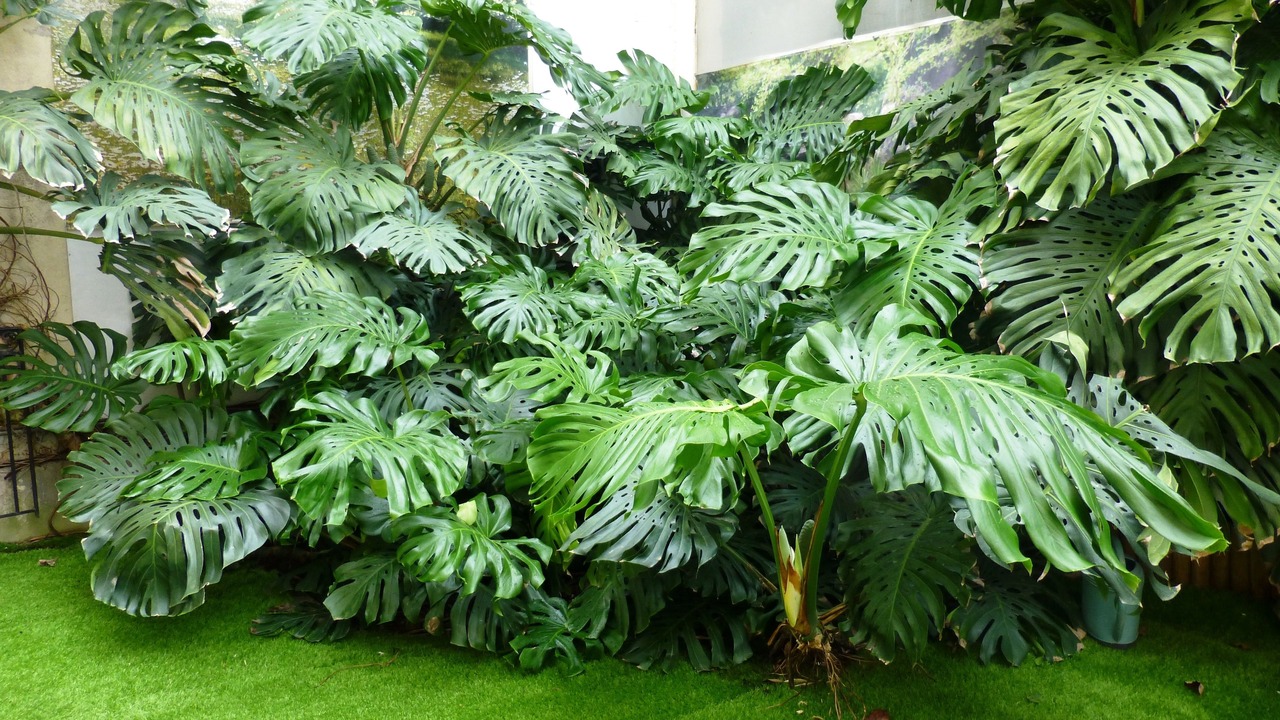 Photo of Outdoor in Beausoleil