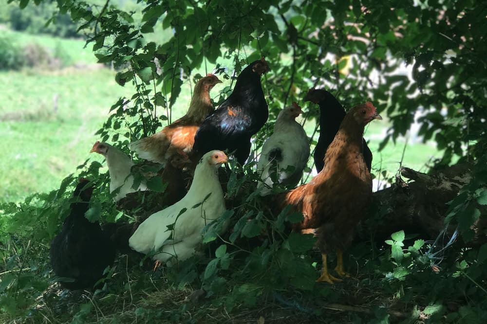 Photo of Outdoor in Crechets
