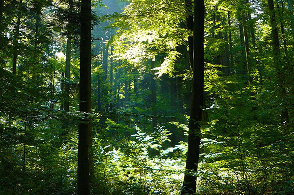 Photo of Outdoor in Cosswiller