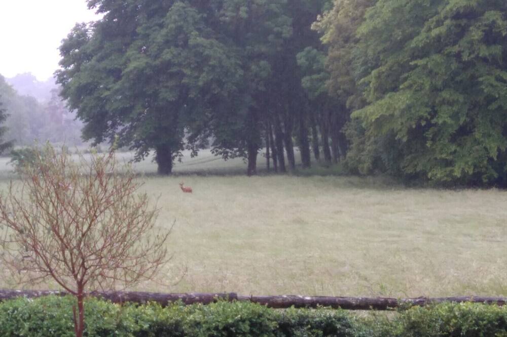 Photo of Outdoor in Piney