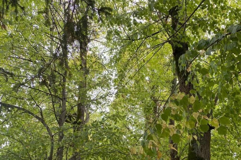 Photo of Outdoor in Piney