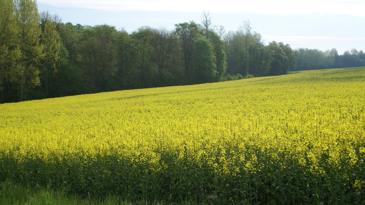 Photo of Outdoor in Menil-Lepinois