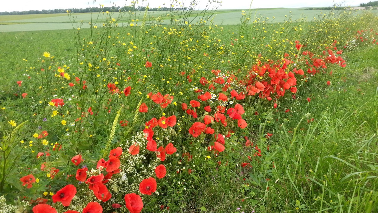 Photo of Outdoor in Menil-Lepinois