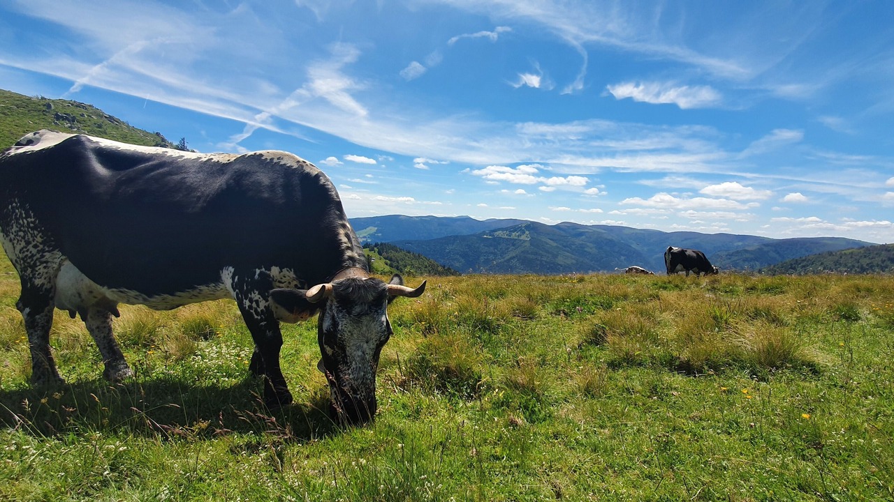 Photo of Outdoor in Nompatelize