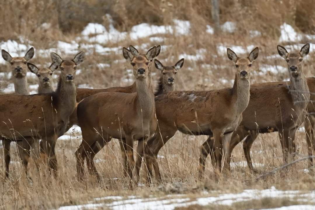 Photo of Others in Puyvalador