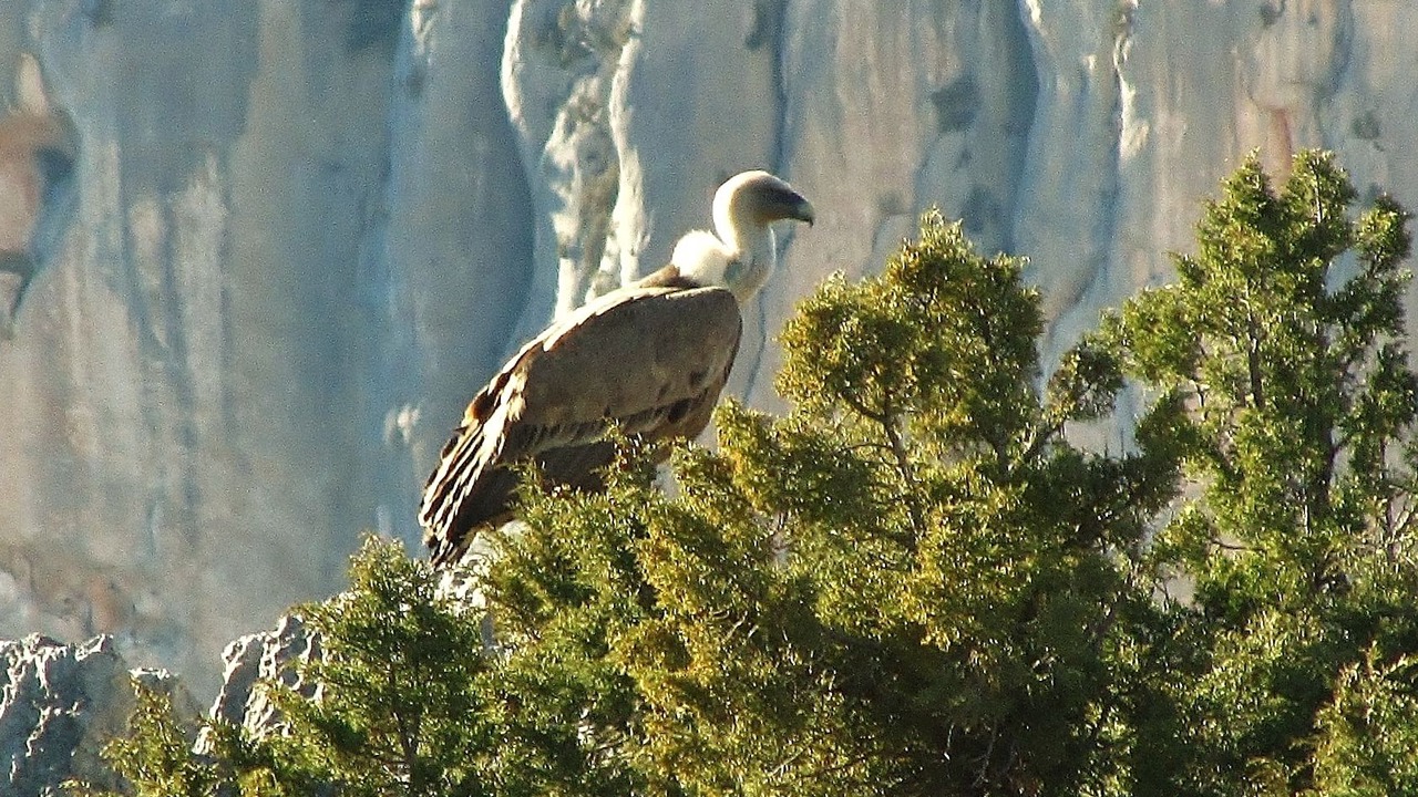 Photo of Outdoor in Trigance