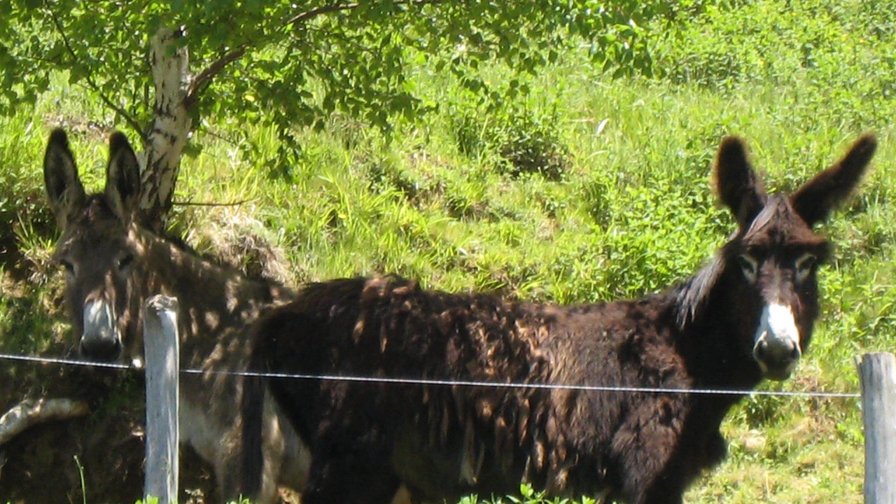 Photo of Others in Arrodets-ez-Angles