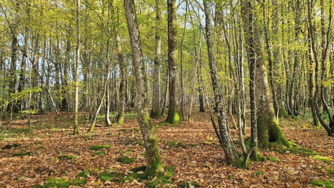 Photo of Others in Vaudeurs