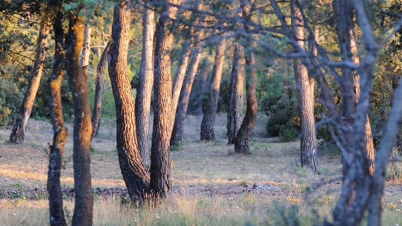 Photo of Outdoor in Saumane-de-Vaucluse