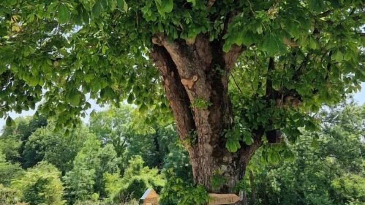 Photo of Outdoor in Dosches