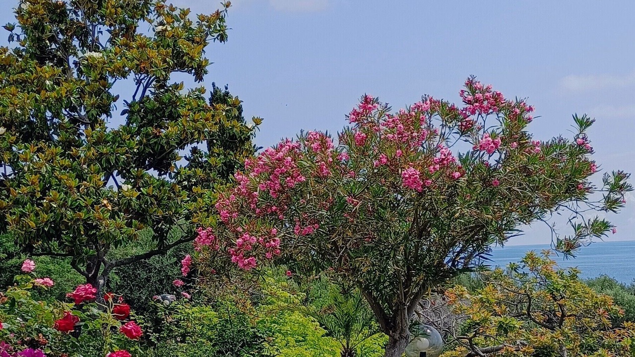 Photo of Outdoor in Figarella