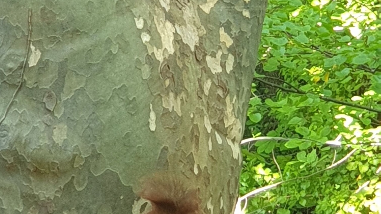 Photo of Others in Mosset
