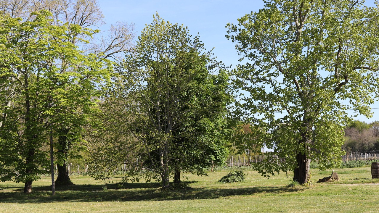 Photo of Outdoor in Madiran