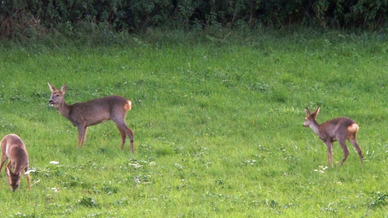 Photo of Others in Orbigny-au-Val