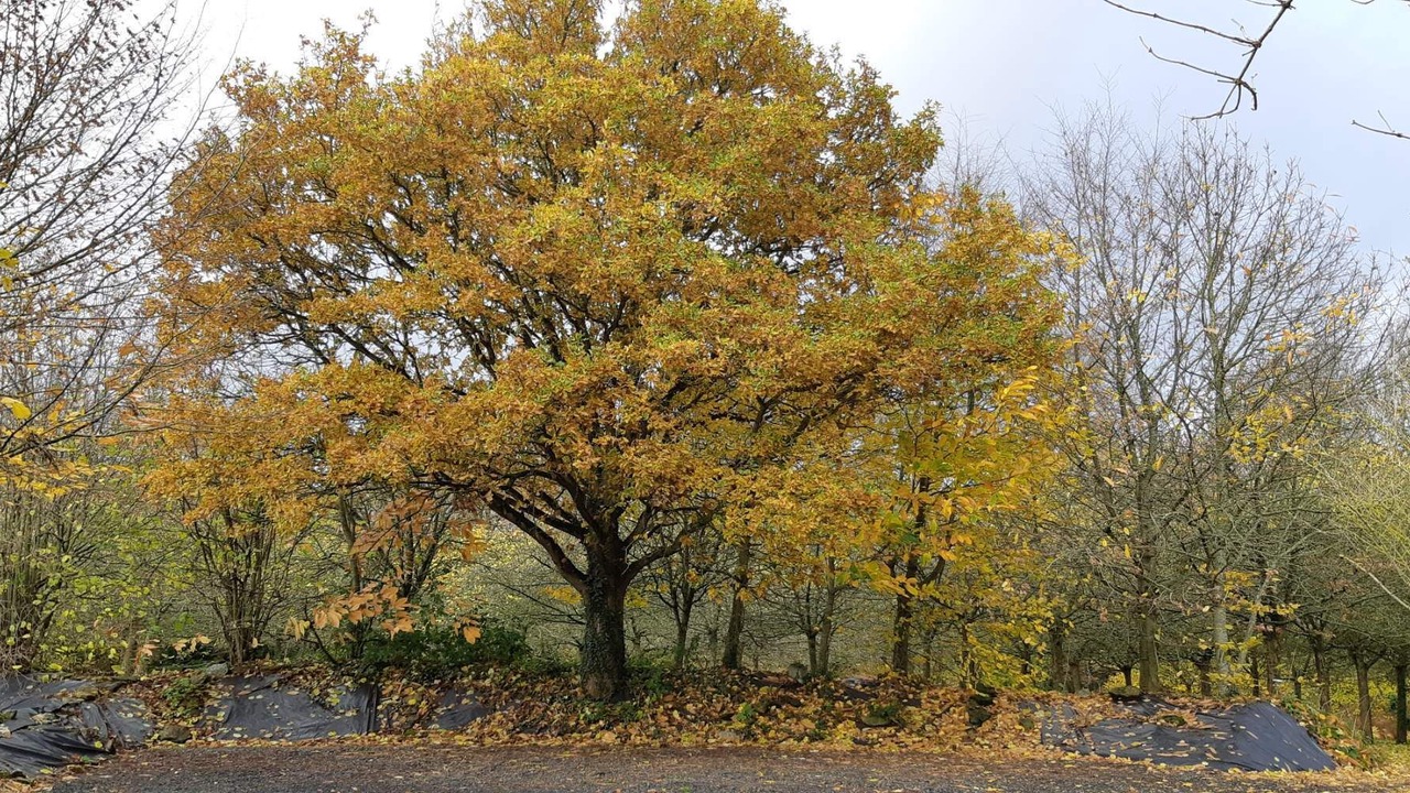 Photo of Outdoor in Begard