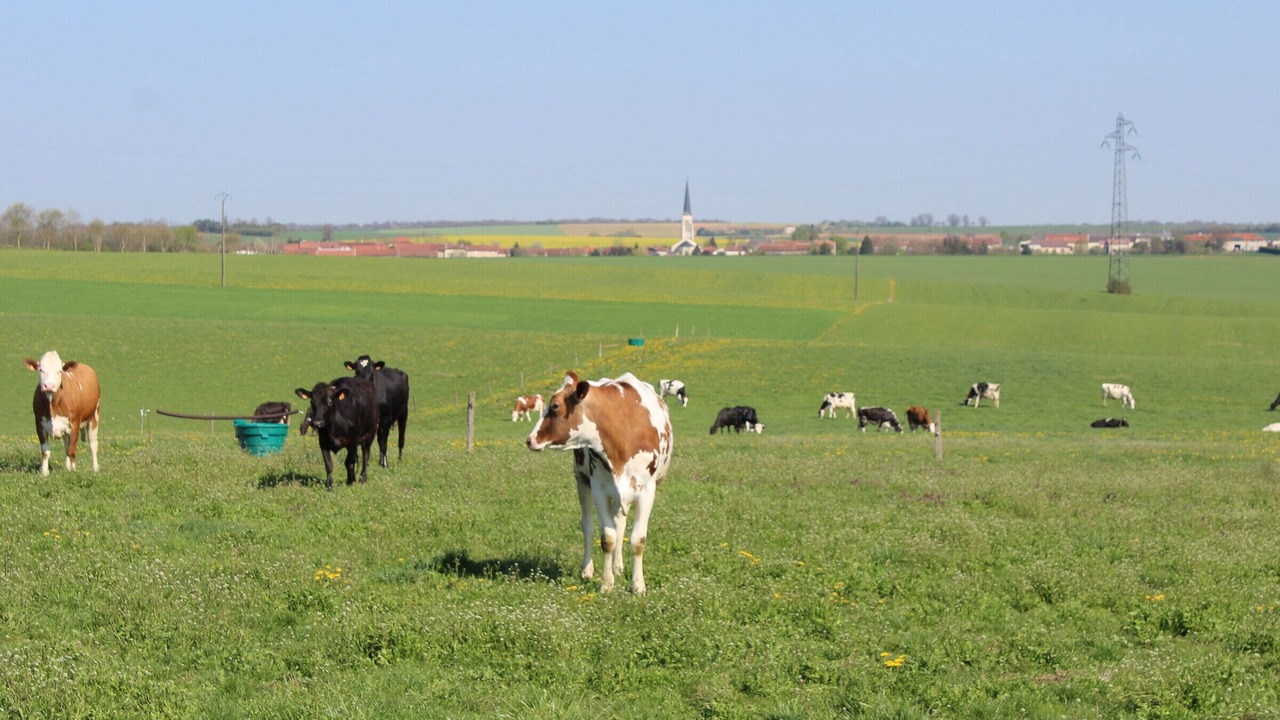 Photo of Others in Lironville