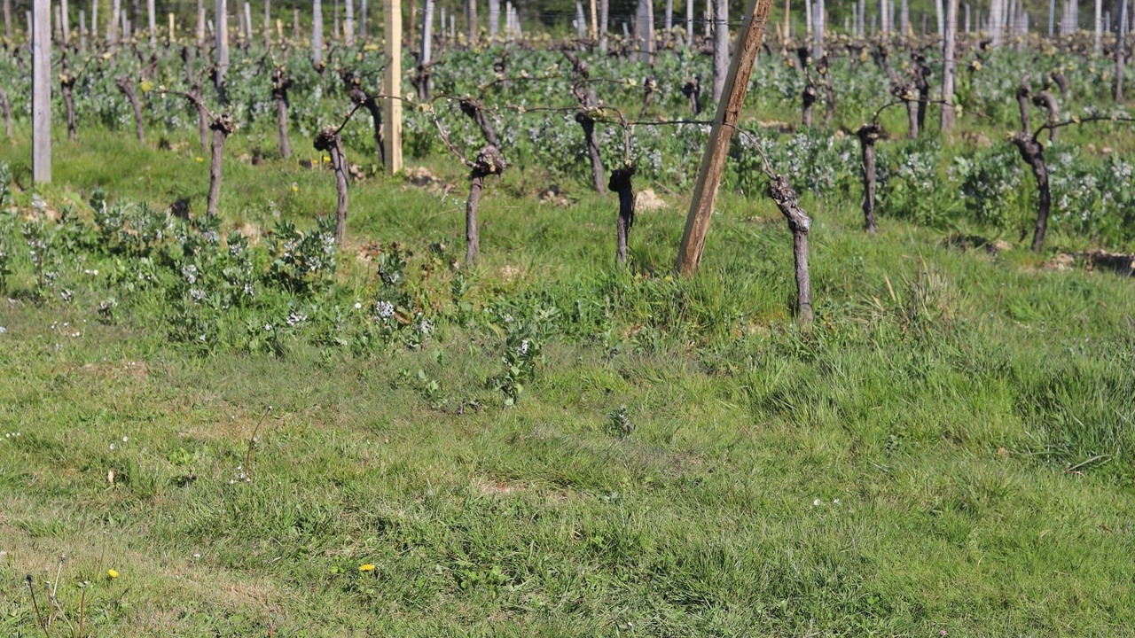 Photo of Outdoor in Madiran