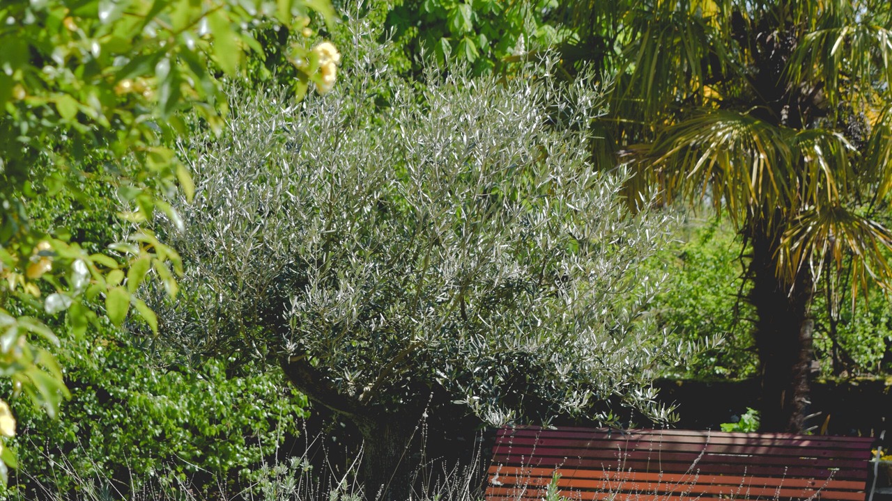 Photo of Outdoor in Madiran