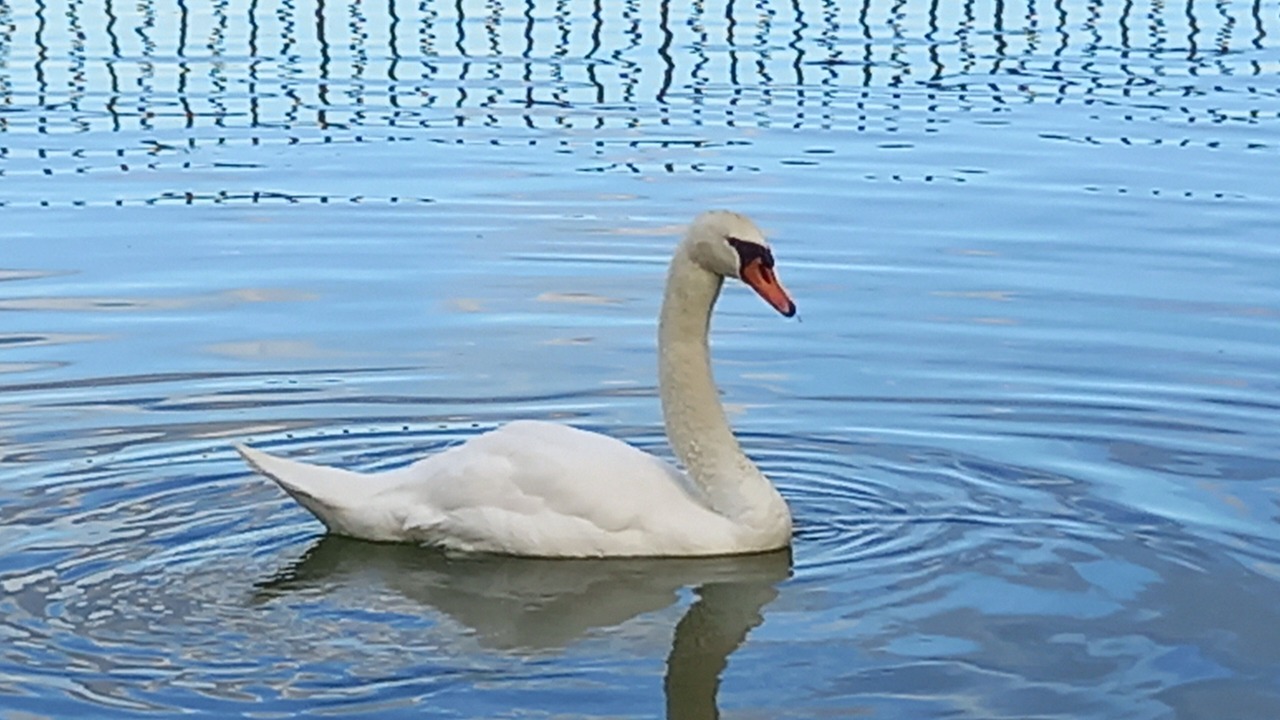 Photo of Others in Sollies Pont