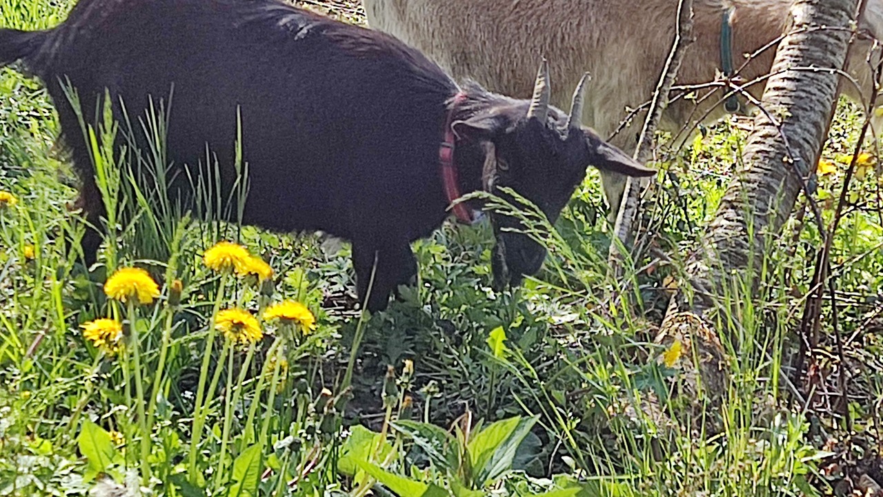 Photo of Outdoor in Escouloubre-les-bains