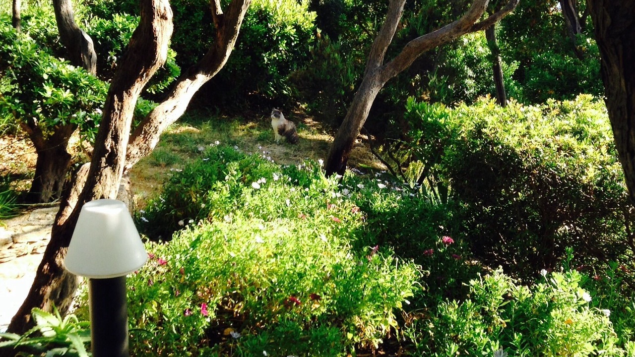 Photo of Outdoor in Ile du Levant