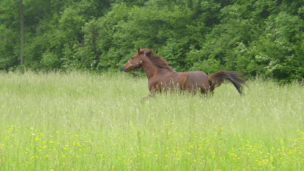 Photo of Others in Journiac