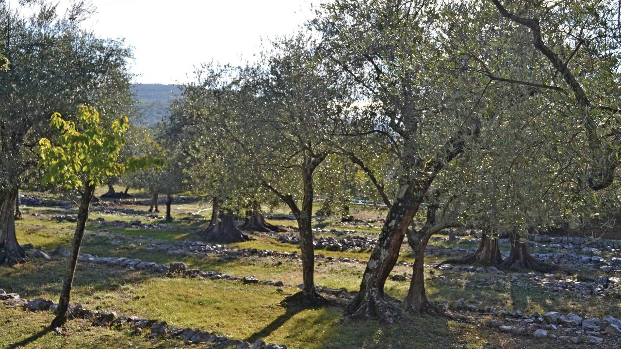 Photo of Others in Saint-Cezaire-sur-Siagne