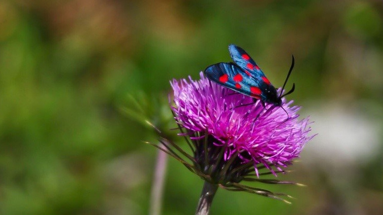 Photo of Outdoor in Cauterets