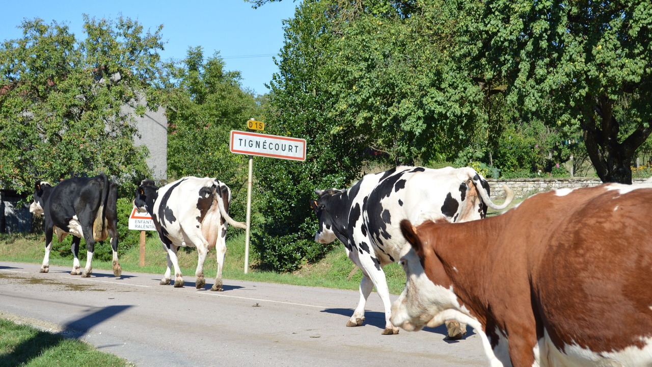 Photo of Others in Tignecourt