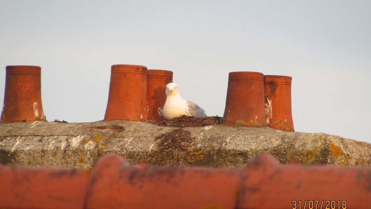 Photo of Outdoor in Concarneau