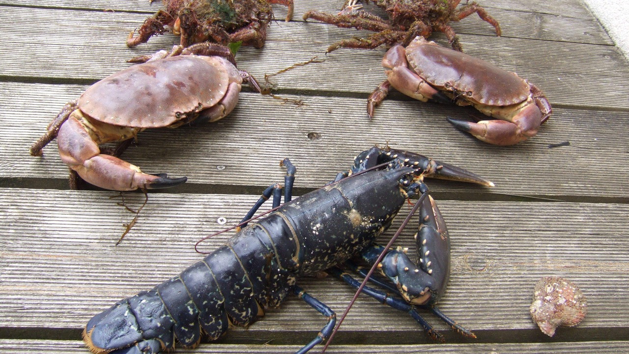 Photo of Others in Trevou-Treguignec