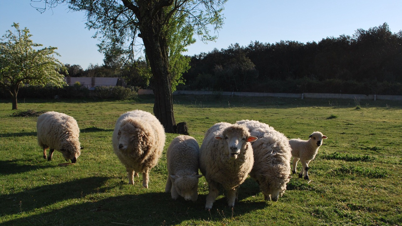 Photo of Outdoor in Nimes